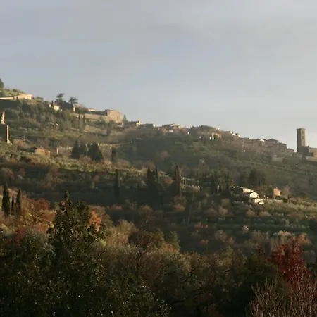 Antica Quercia Verde